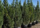 ممنوعیت کاشت «درخت کاج» در تهران