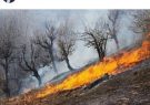 گزارش جامع آتش‌سوزی «خائیز» برای رئیس‌جمهوری ارسال می‌شود