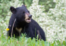 خرس سیاه آسیایی در نیکشهر مشاهده شد
