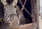 مرگ دومین گورخر آفریقایی باغ‌ وحش صفادشت