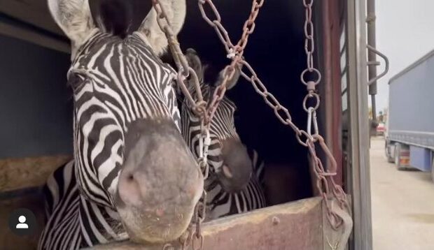 مرگ دومین گورخر آفریقایی باغ‌ وحش صفادشت