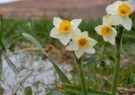 مراتع گل نرگس کازرون به ثبت ملی رسید