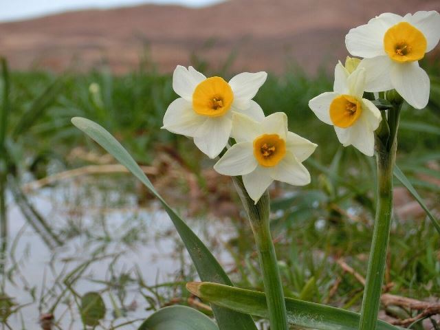 مراتع گل نرگس کازرون به ثبت ملی رسید