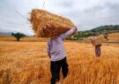 استقبال گندمکاران مازندران از فروش محصول به دولت