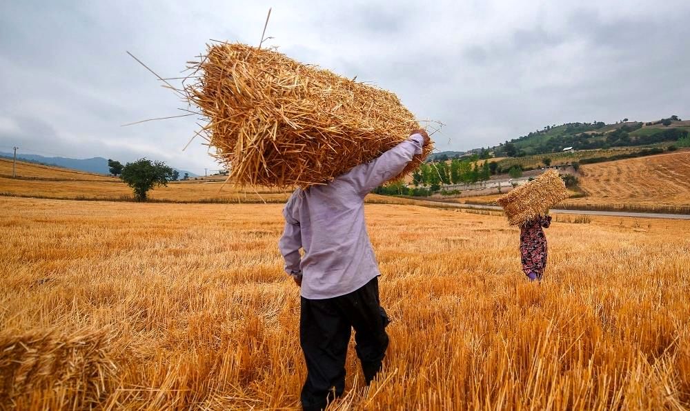 استقبال گندمکاران مازندران از فروش محصول به دولت