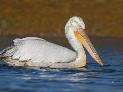ورود نخستین گروه پلیکان‌های مهاجر به پارک ملی بوجاق/آغاز فصل زمستان‌گذرانی پرندگان در گیلان
